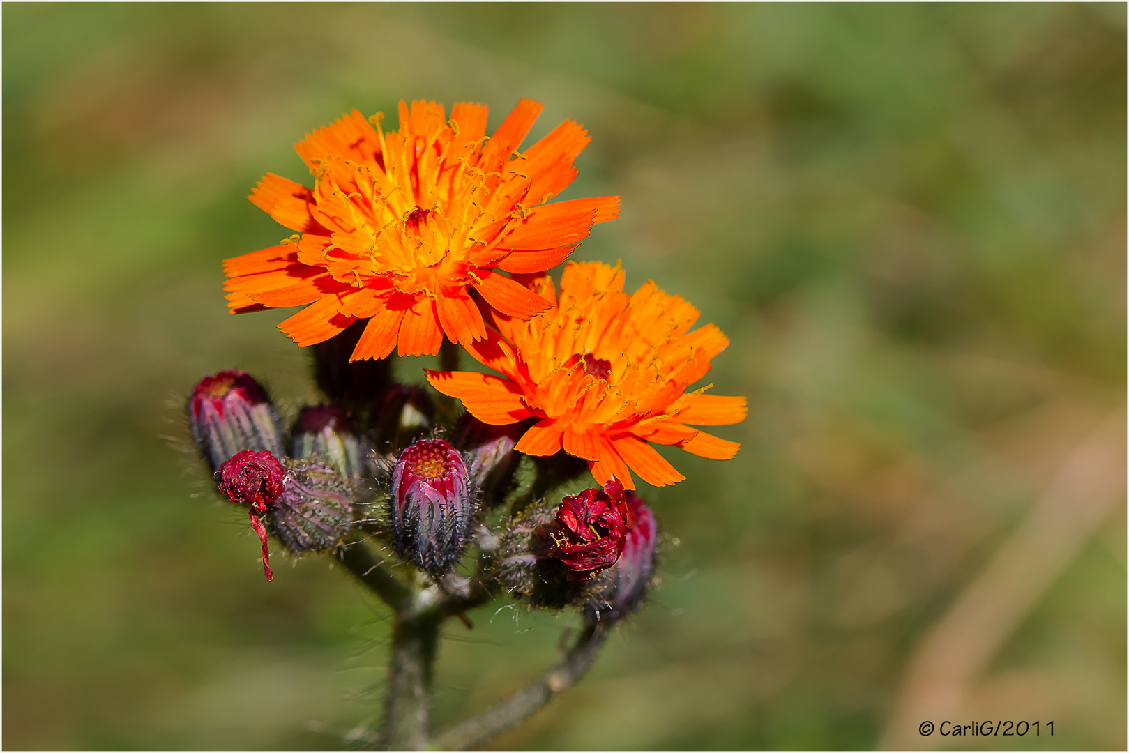 Orangerotes Habichtskraut - Hieracium aurantiacum