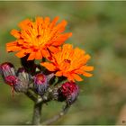 Orangerotes Habichtskraut - Hieracium aurantiacum