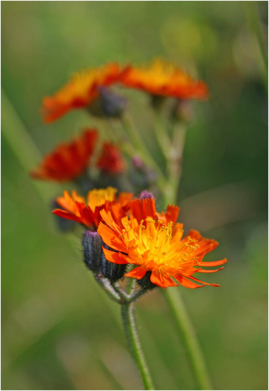 Orangerotes Habichtskraut (Hieracium aurantiacum)