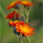 Orangerotes Habichtskraut (Hieracium aurantiacum)