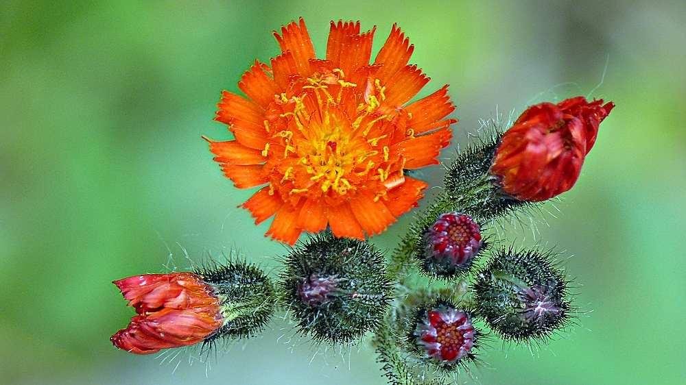 Orangerotes Habichtskraut [Hieracium aurantiacum]