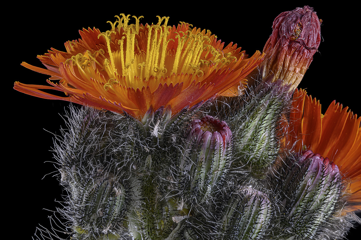 Orangerotes Habichtskraut - (Hieracium aurantiacum)