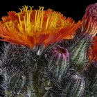 Orangerotes Habichtskraut - (Hieracium aurantiacum)