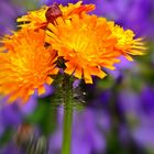 Orangerotes Habichtskraut (Hieracium aurantiacum)