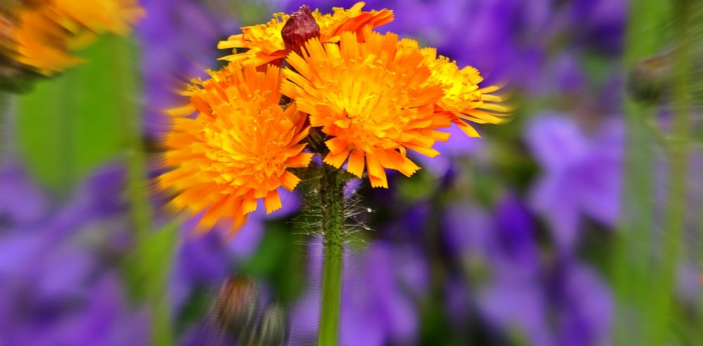 Orangerotes Habichtskraut (Hieracium aurantiacum)