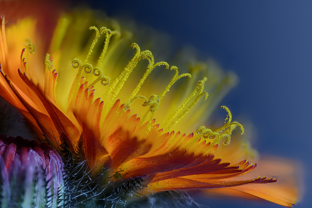 Orangerotes Habichtskraut II - (Hieracium aurantiacum)