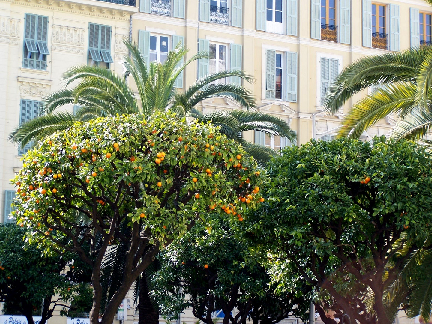 Orangers à Menton