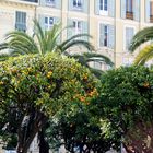 Orangers à Menton