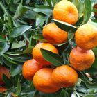 Oranges at Bok Tower Gardens in Florida