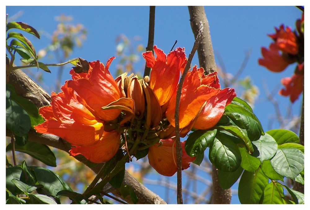 Oranges aus Afrika