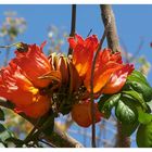 Oranges aus Afrika