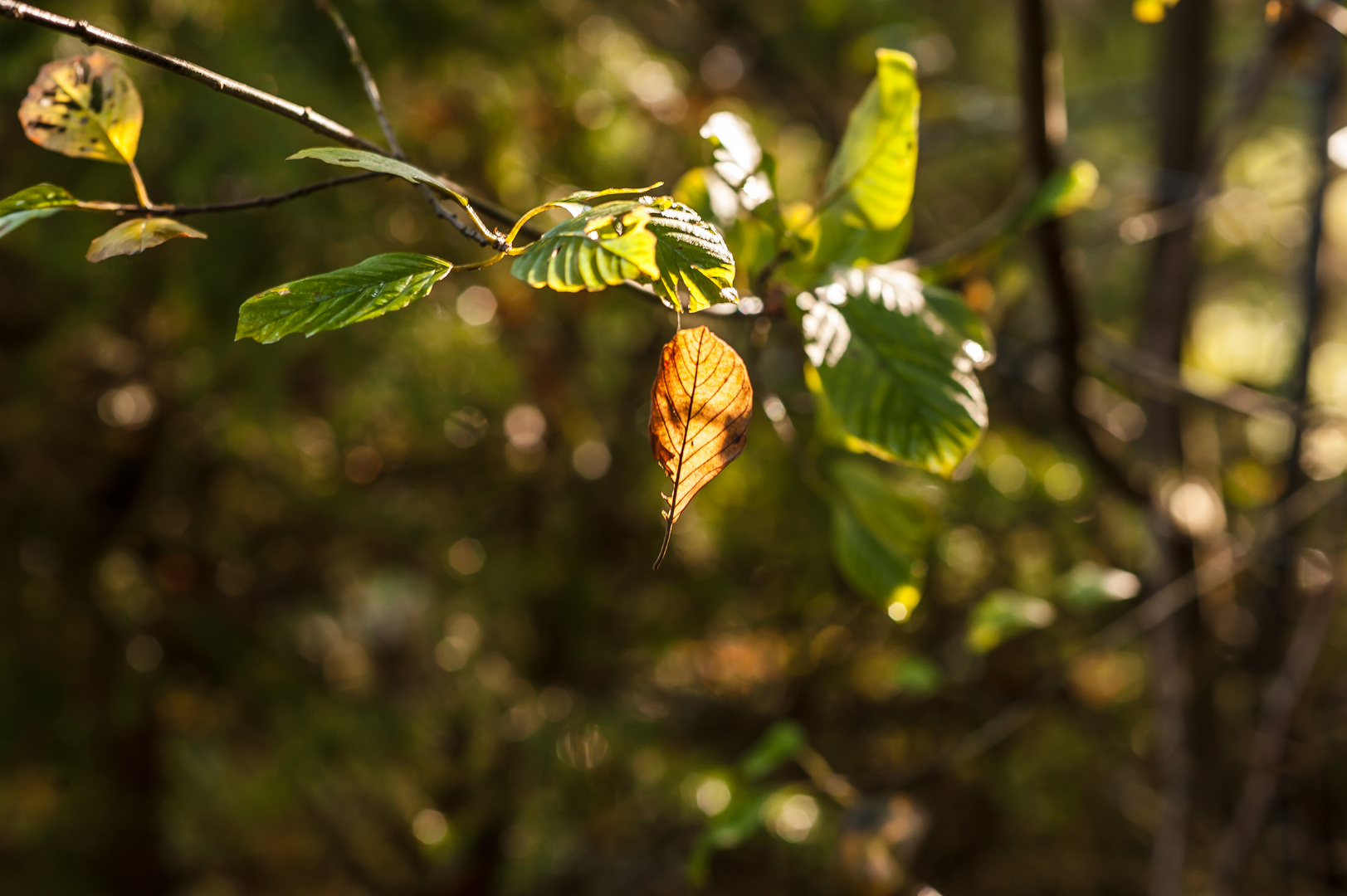 Oranges Blatt