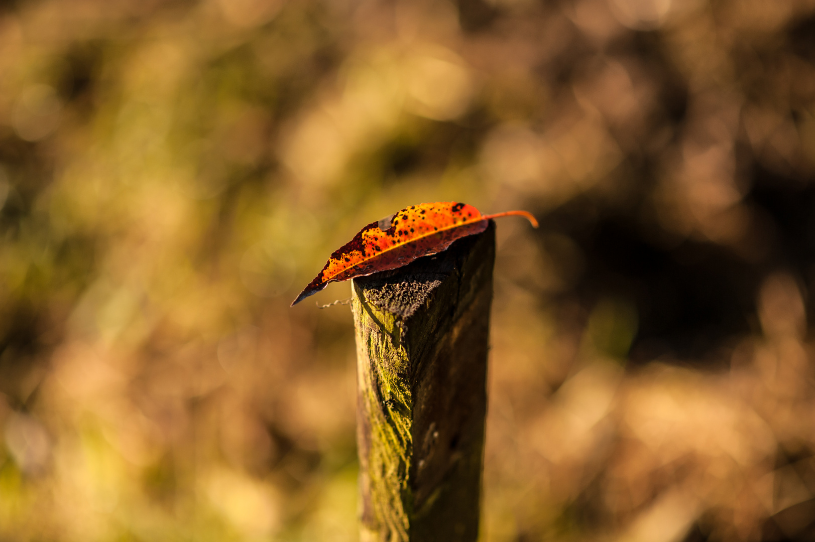 Oranges Blatt im Sonnenlicht