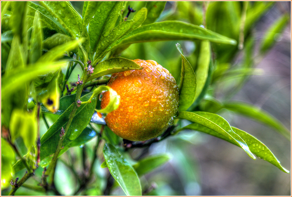 Oranges in Winter..