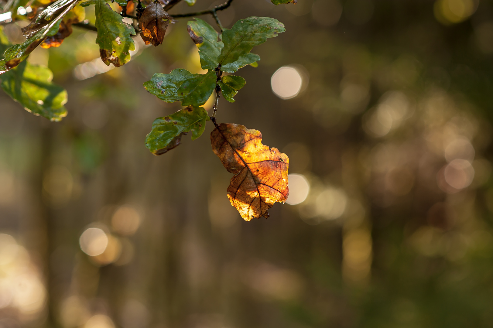 Oranges lichtdurchflutetes Blatt im Wald