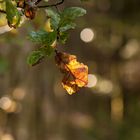 Oranges lichtdurchflutetes Blatt im Wald