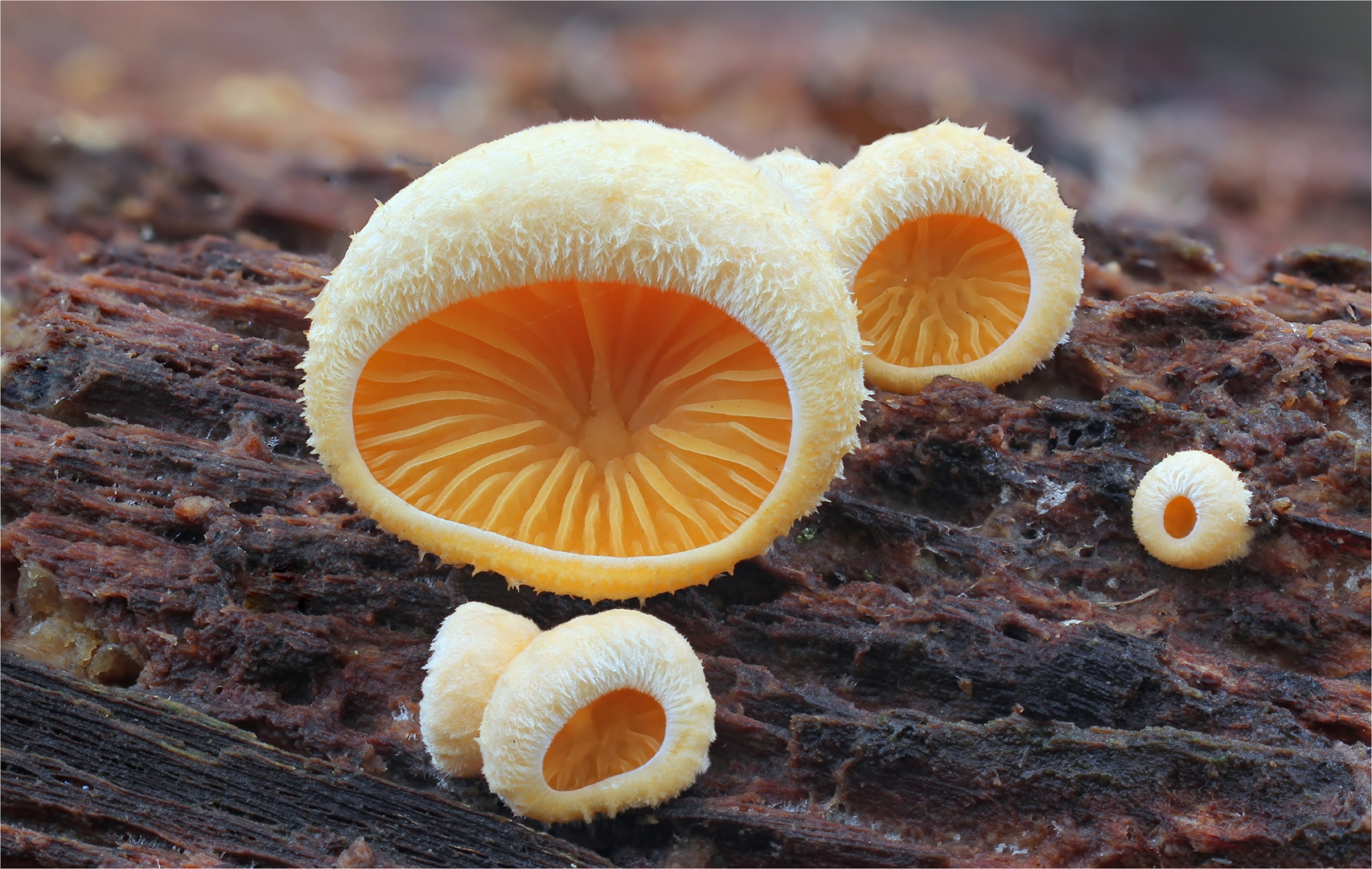 Orangeseitling Phyllotopsis nidulans