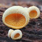 Orangeseitling Phyllotopsis nidulans