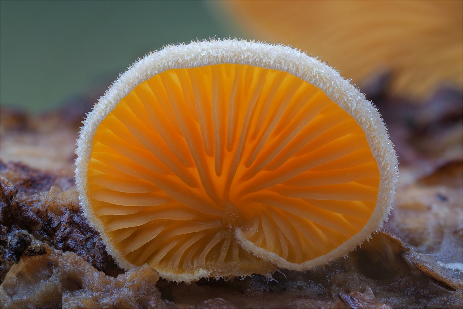 Orangeseitling (Phyllotopsis nidulans)