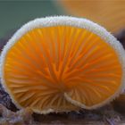 Orangeseitling (Phyllotopsis nidulans)