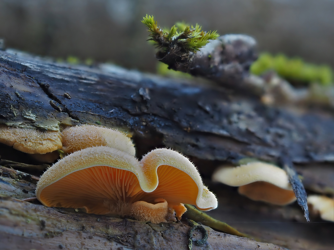 Orangeseitling, Phyllotopsis nidulans