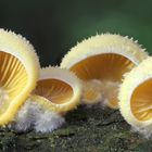 Orangeseitling  (Phyllotopsis nidulans )