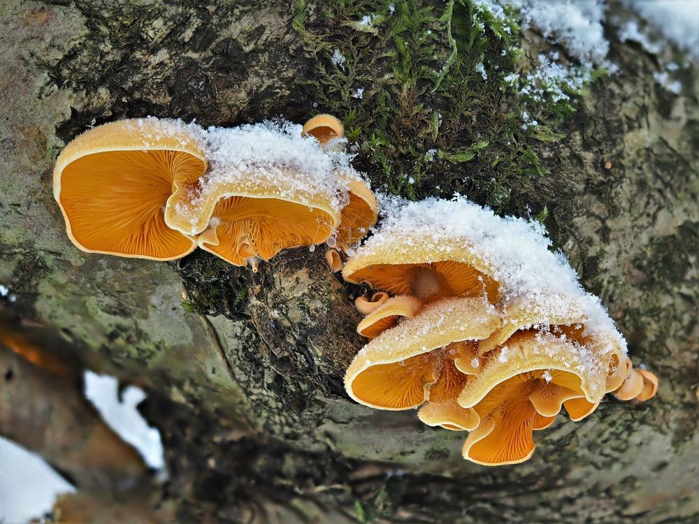 Orangeseitling, Phyllotopsis nidulans