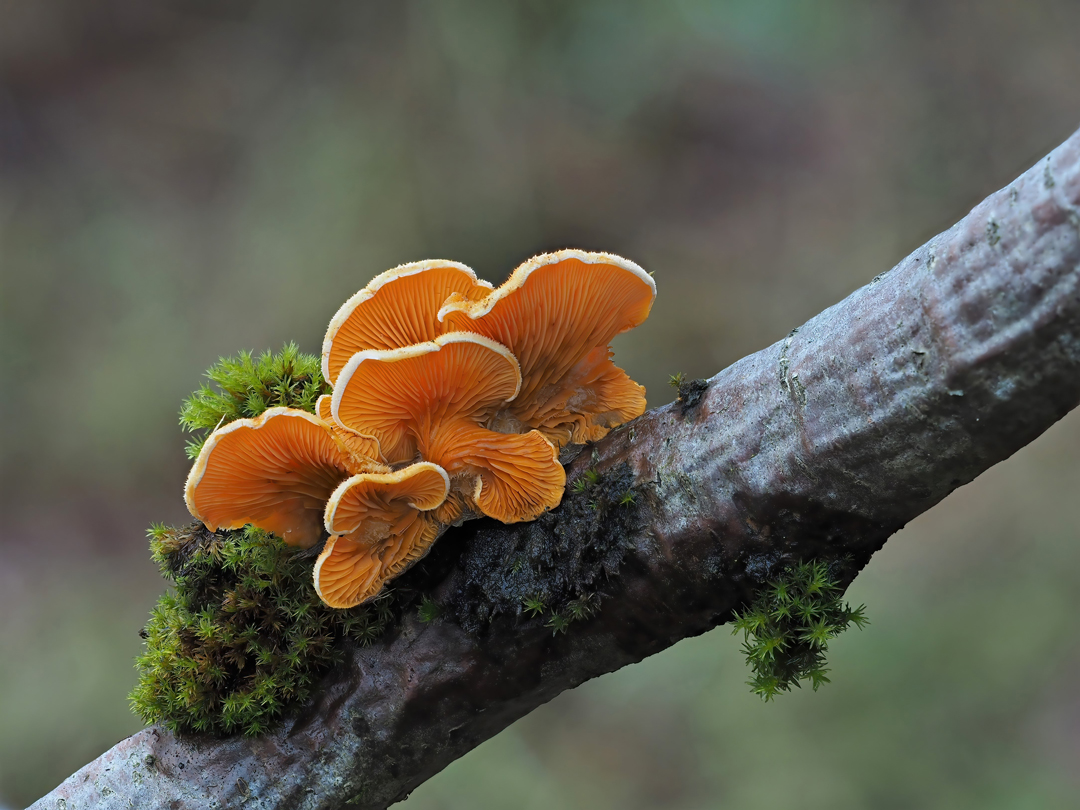 Orangeseitling, Phyllotopsis nidulans