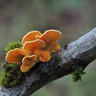 Orangeseitling, Phyllotopsis nidulans