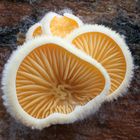 Orangeseitling (Phyllotopsis nidulans)