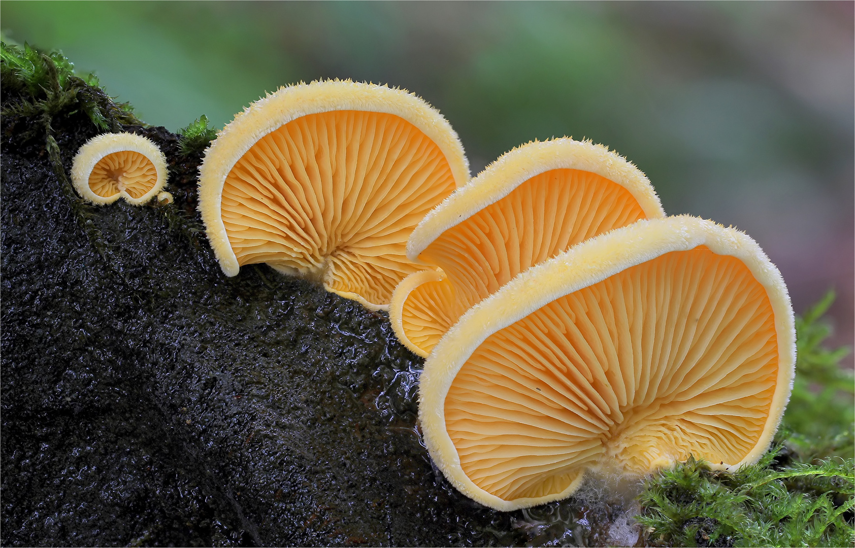 Orangeseitling Phyllotopsis nidulans