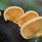 Orangeseitling Phyllotopsis nidulans