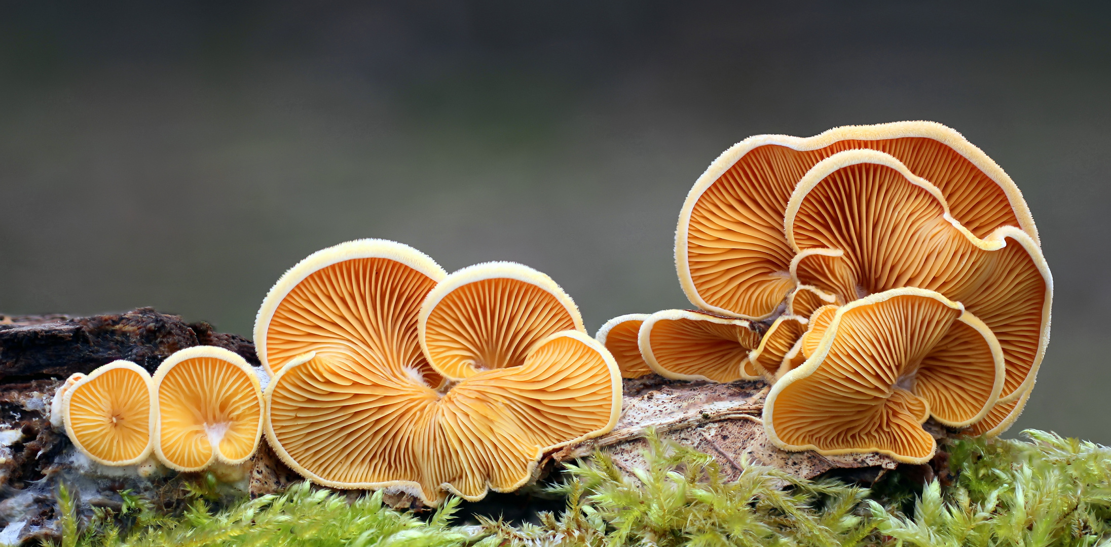 Orangeseitling (Phyllotopsis nidulans )