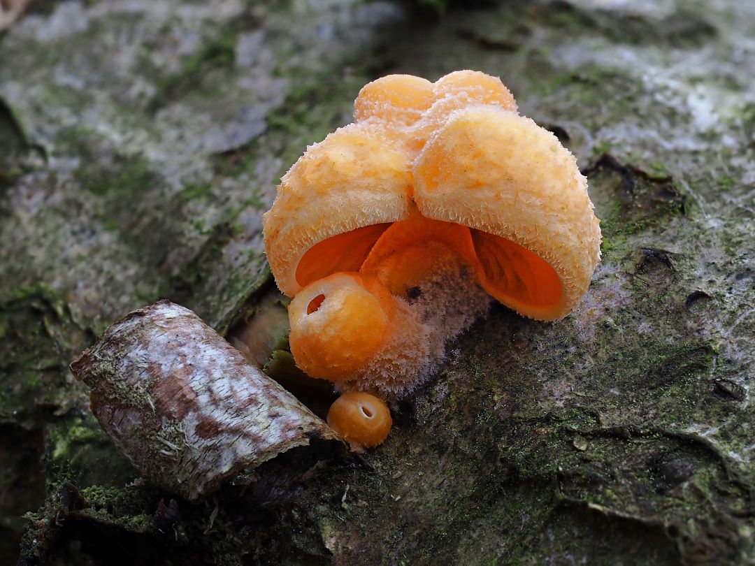 Orangeseitling,  Phyllotopsis nidulans 