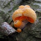 Orangeseitling,  Phyllotopsis nidulans 