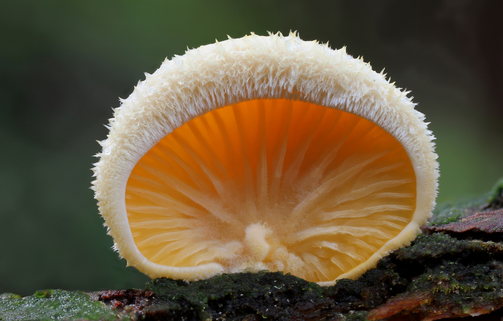 Orangeseitling  (Phyllotopsis nidulans )