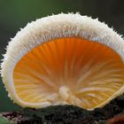 Orangeseitling  (Phyllotopsis nidulans )