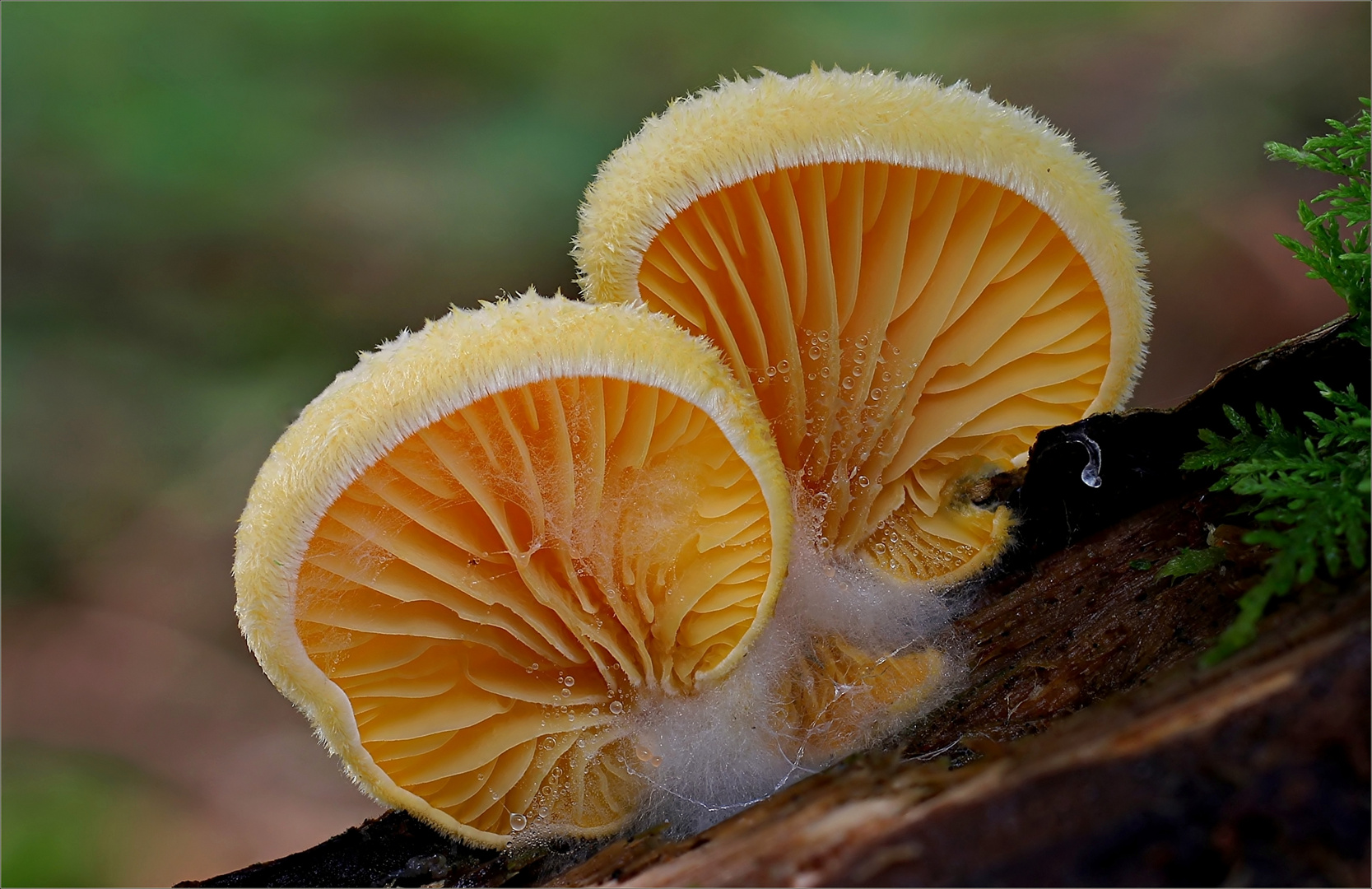 Orangeseitling (Phyllotopsis nidulanss)