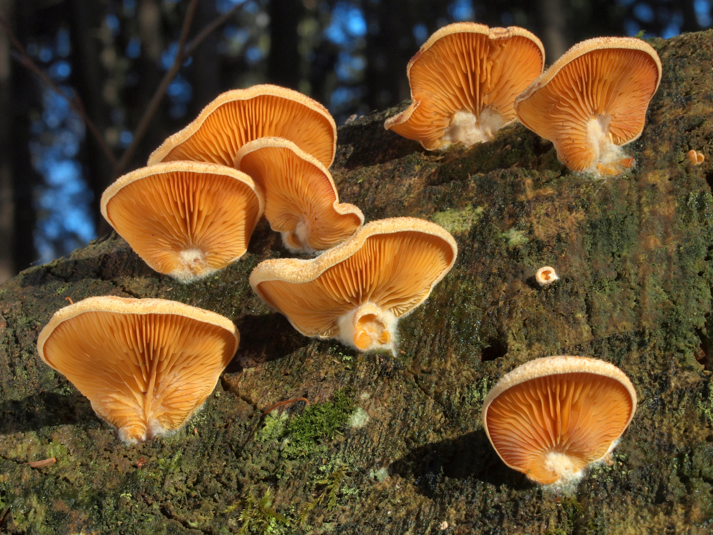 Orangeseitlinge (Phyllotopsis nidulans)