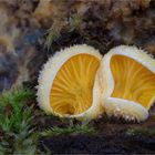 Orangeseitlinge (Phyllotopsis nidulans)