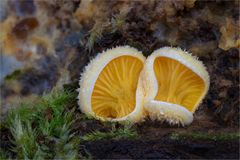 Orangeseitlinge (Phyllotopsis nidulans)