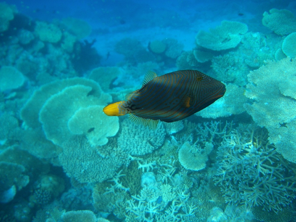 Orangestreifen-Drückerfisch