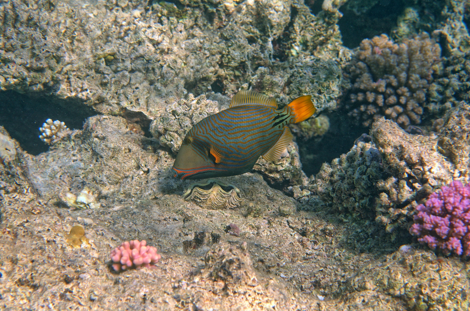 Orangestreifen-Drückerfisch