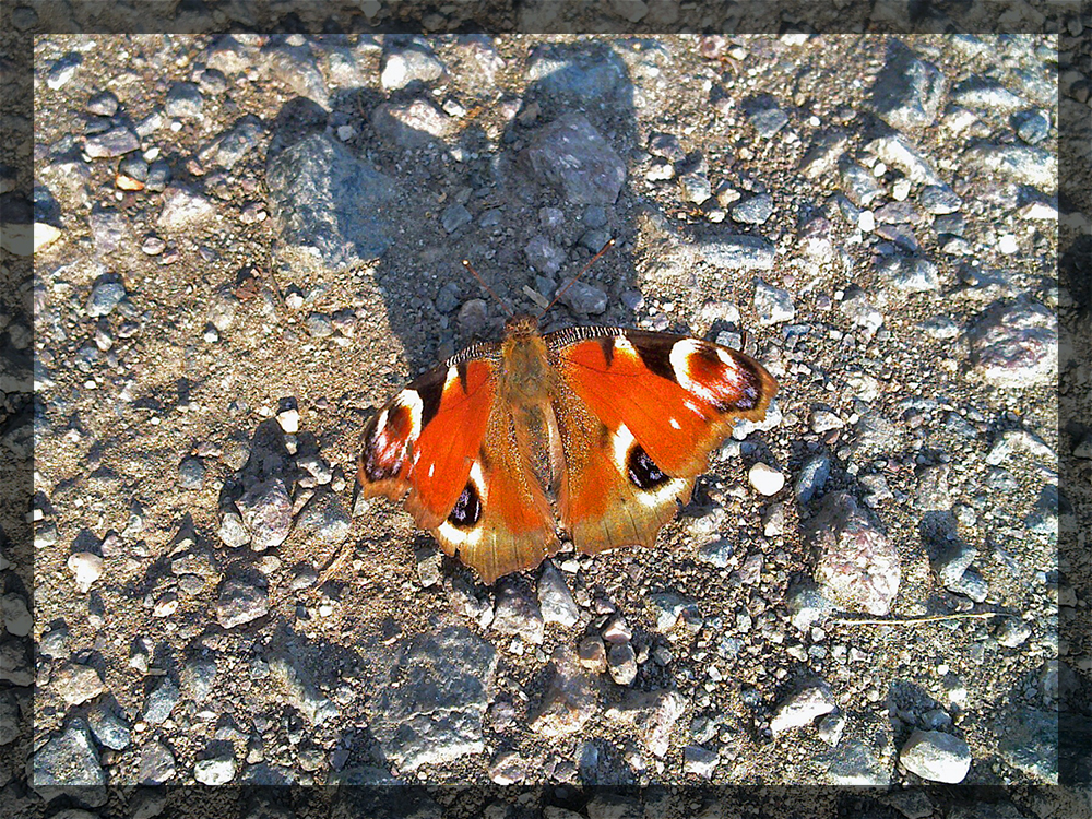 Orangfarbener Schmetterling wirft Schatten