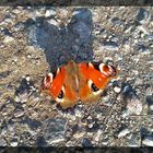 Orangfarbener Schmetterling wirft Schatten