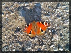 Orangfarbener Schmetterling wirft Schatten