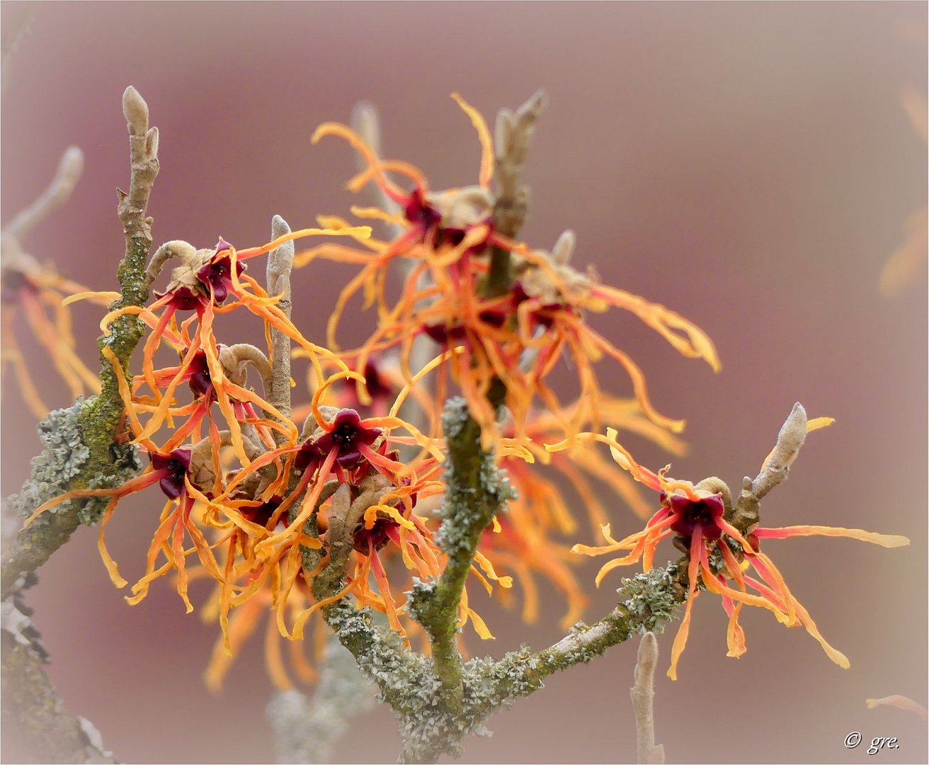 Orangrote Zaubernuss