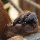 OrangUta