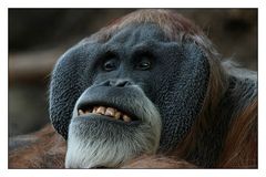 Orangutan (1)