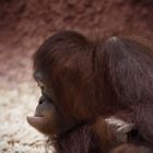 Orangutan